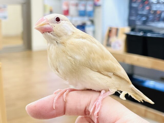 最新画像】ぽかぽか ふわふわ☁️ミルクティー🫖シナモン文鳥（ヒナ）