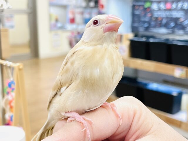 【最新画像】ぽかぽか ふわふわ☁️ミルクティー🫖シナモン文鳥(ヒナ) シナモン文鳥