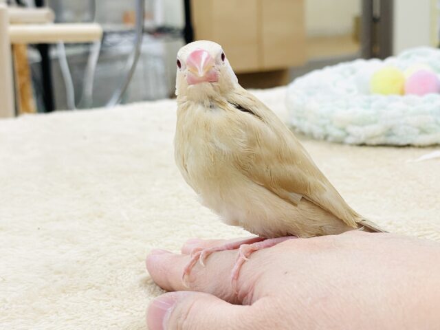 【最新画像】ぽかぽか ふわふわ☁️ミルクティー🫖シナモン文鳥(ヒナ) シナモン文鳥