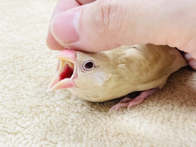 【最新画像】ぽかぽか ふわふわ☁️ミルクティー🫖シナモン文鳥(ヒナ) シナモン文鳥