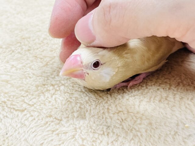 【最新画像】ぽかぽか ふわふわ☁️ミルクティー🫖シナモン文鳥(ヒナ) シナモン文鳥