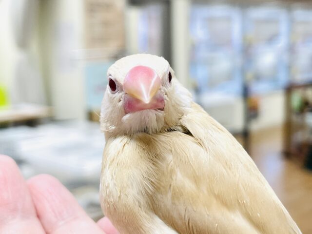 【最新画像】ぽかぽか ふわふわ☁️ミルクティー🫖シナモン文鳥(ヒナ) シナモン文鳥