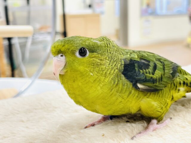 サザナミインコ