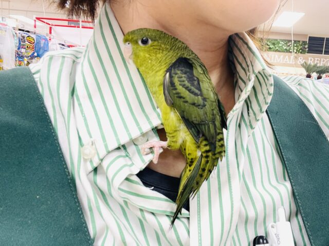サザナミインコ