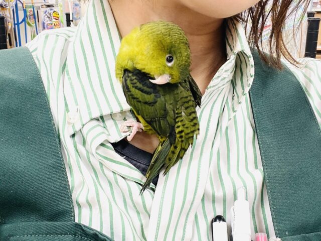 サザナミインコ