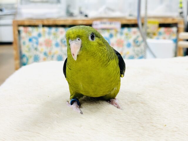 サザナミインコ