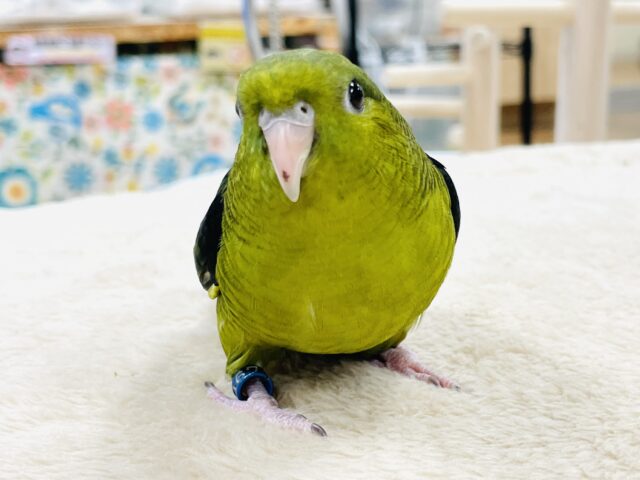 サザナミインコ