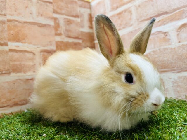 ライオンラビット