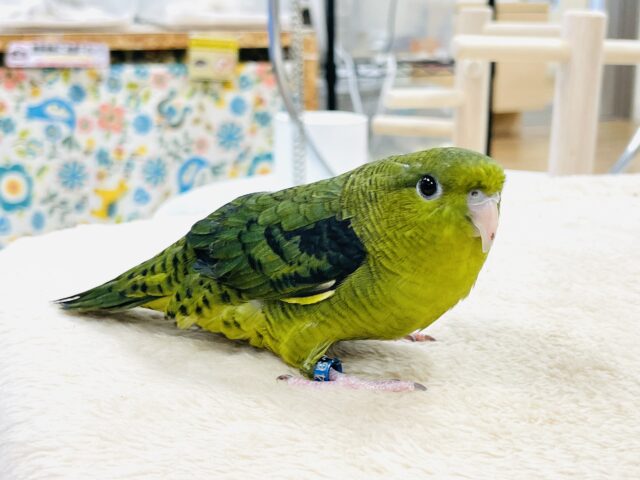 サザナミインコ