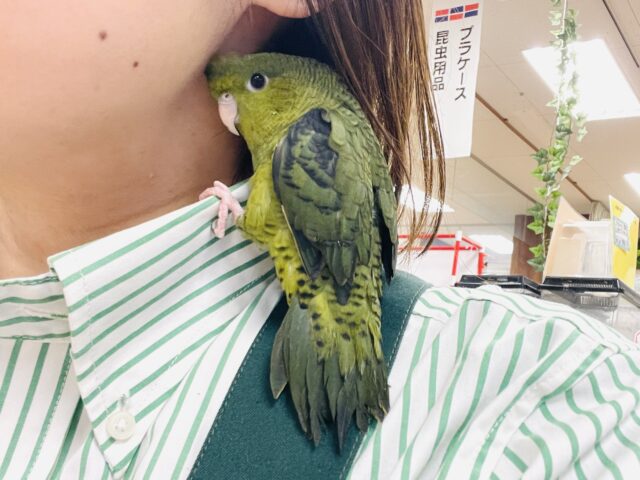 サザナミインコ