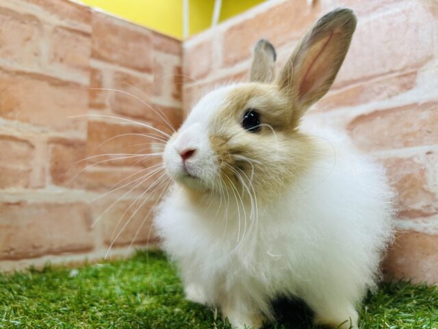 ライオンラビット