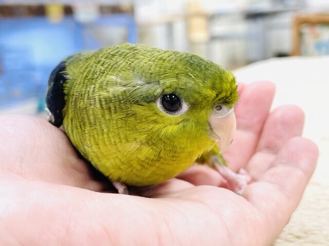 サザナミインコ