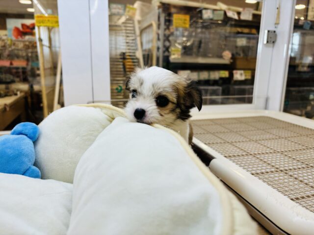 チワマル（マルチワ）