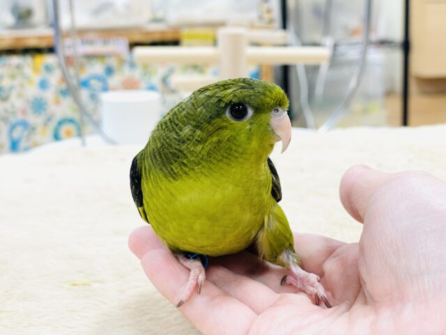 サザナミインコ