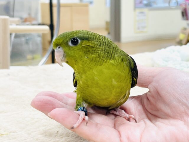 サザナミインコ