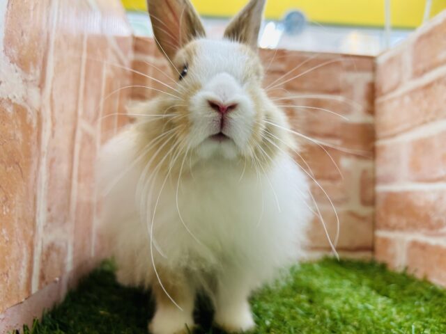 ライオンラビット