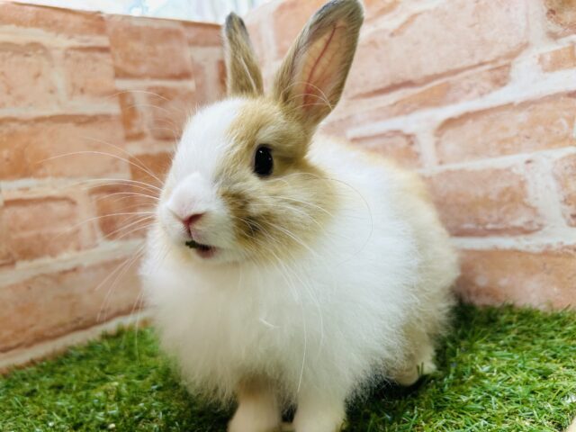 ライオンラビット