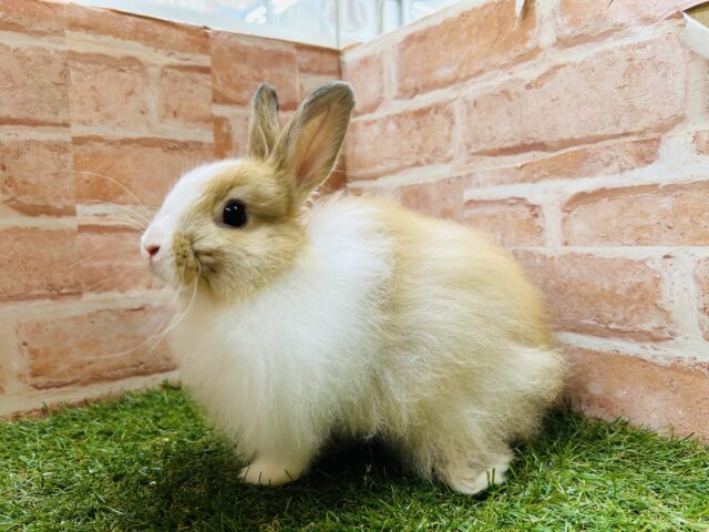 【☆最新画像更新☆】もふもふライオンちゃん⁉⁉🦁🦁🦁🦁　ライオンラビットのもふりんちゃん💗