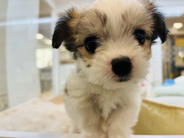 チワマル（マルチワ）