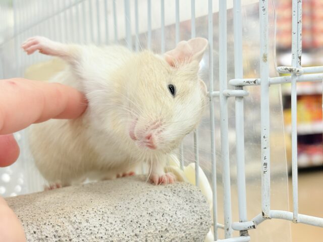 【最新画像更新🪄】癒し系担当です♡デグー(サンドパイド) 男の子 デグー