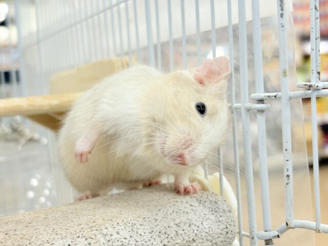 【最新画像更新🪄】癒し系担当です♡デグー(サンドパイド) 男の子 デグー