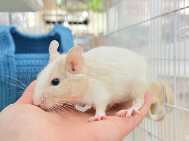 【最新画像更新🪄】癒し系担当です♡デグー(サンドパイド) 男の子 デグー