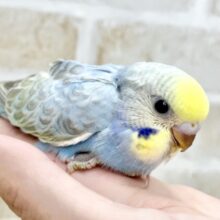 カラフルレインボー🌈🌟　セキセイインコ（パステルレインボー）