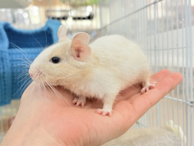 【最新画像更新🪄】癒し系担当です♡デグー(サンドパイド) 男の子 デグー