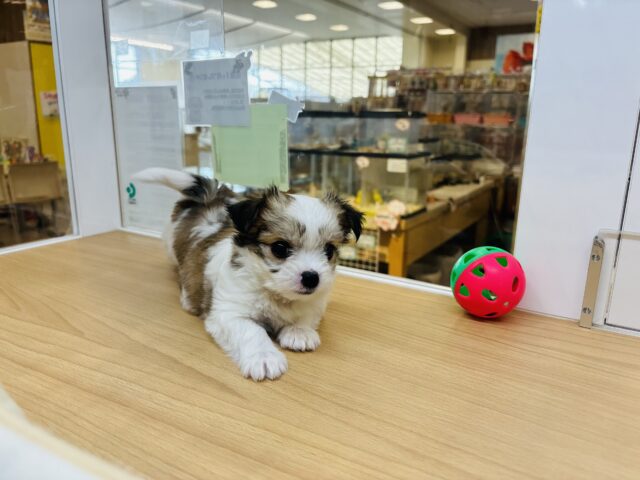 チワマル（マルチワ）