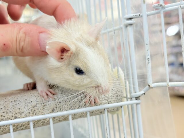 【最新画像更新🪄】癒し系担当です♡デグー(サンドパイド) 男の子 デグー