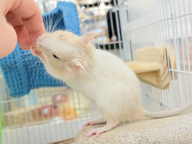 【最新画像更新🪄】癒し系担当です♡デグー(サンドパイド) 男の子 デグー