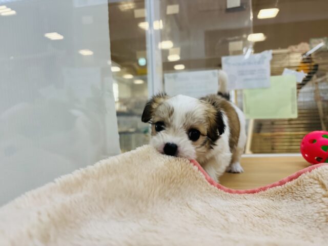 チワマル（マルチワ）