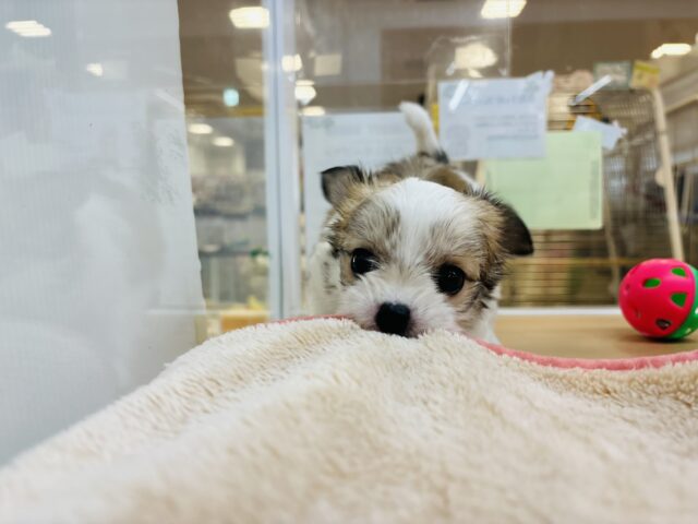 チワマル（マルチワ）