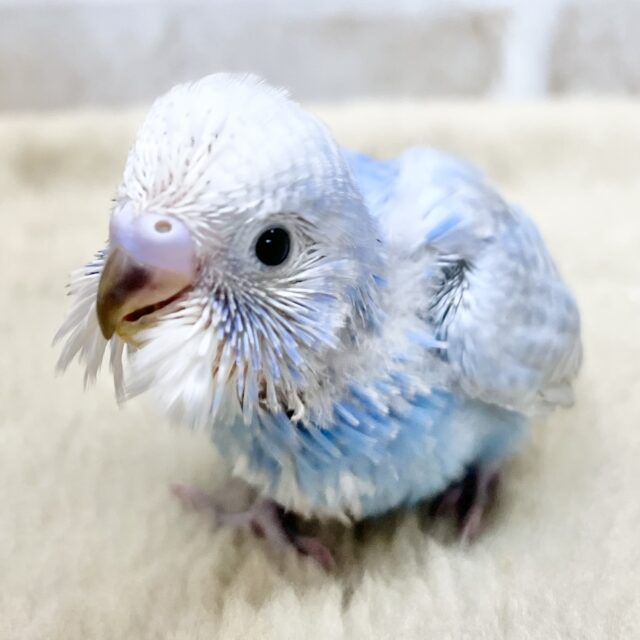 爽やかブルースカイ🌤️🩵　セキセイインコ（オパーリングレーウイング）