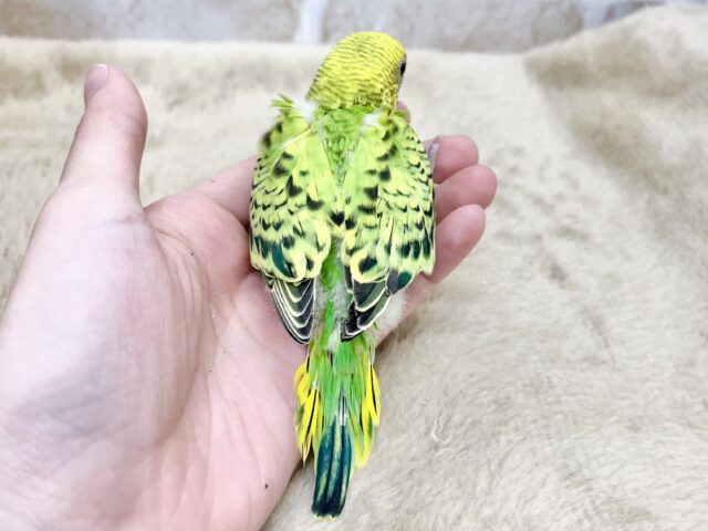 セキセイインコ