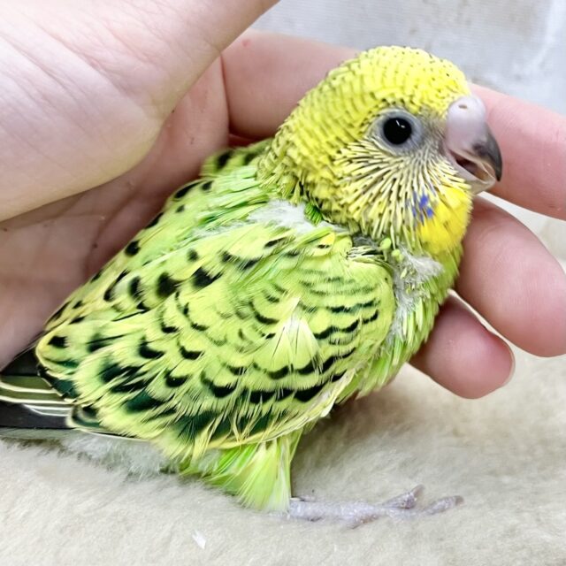 セキセイと言えばの定番カラー‼️ セキセイインコ（オパーリン）