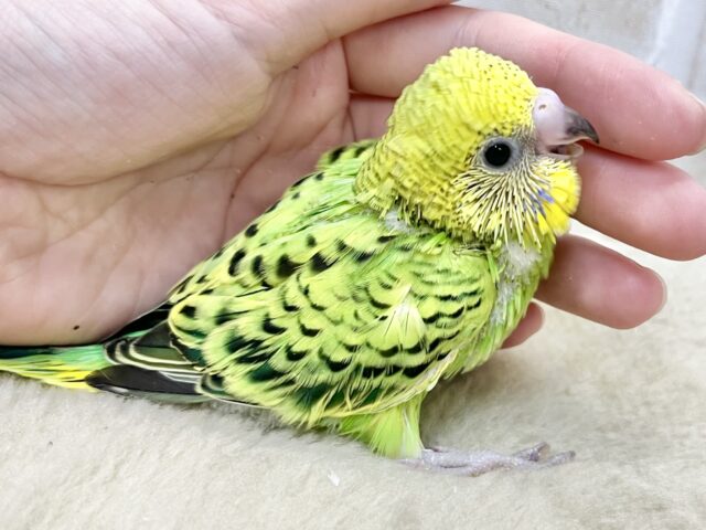 セキセイインコ