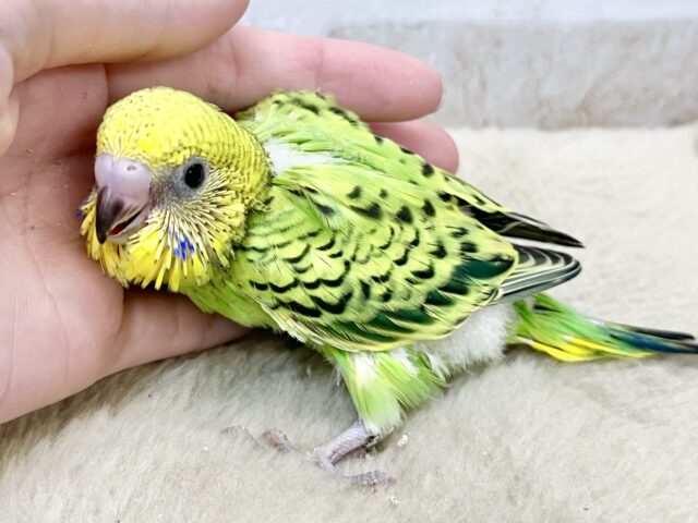 セキセイインコ