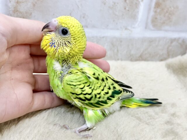 セキセイインコ
