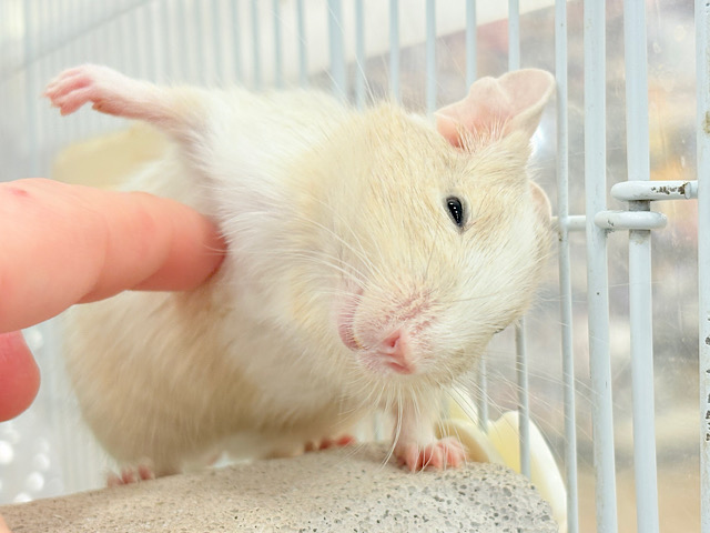 【最新画像更新🪄】癒し系担当です♡デグー(サンドパイド) 男の子 【最新画像更新🪄】癒し系担当です♡デグー(サンドパイド) 男の子