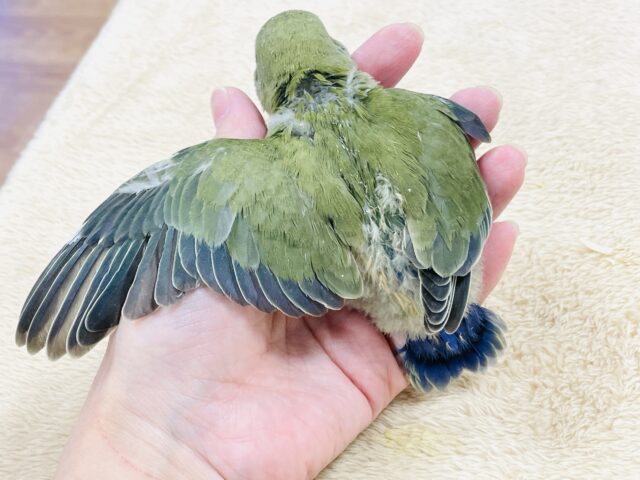 コザクラインコ（小桜インコ）