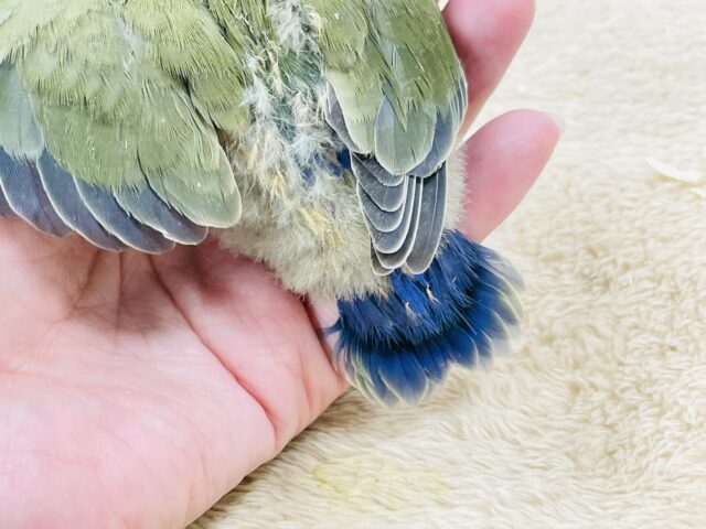 コザクラインコ（小桜インコ）