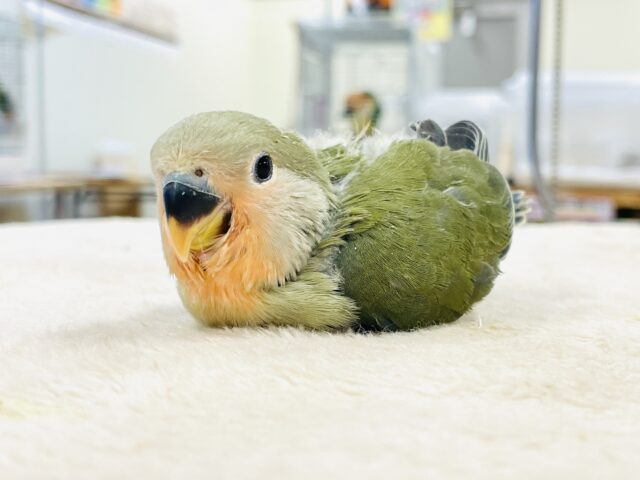 コザクラインコ（小桜インコ）