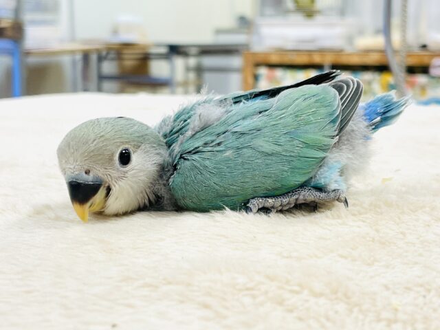 【最新画像】味わい深いブルーチェリー🍒🦋🌧コザクラインコ(ブルーチェリー)ヒナ コザクラインコ(小桜インコ)