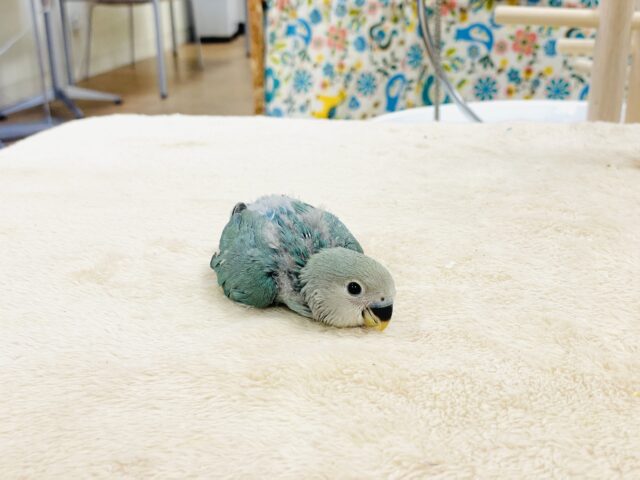 【最新画像】味わい深いブルーチェリー🍒🦋🌧コザクラインコ(ブルーチェリー)ヒナ コザクラインコ(小桜インコ)