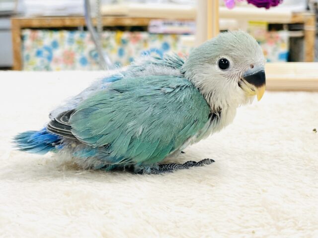 【最新画像】味わい深いブルーチェリー🍒🦋🌧コザクラインコ(ブルーチェリー)ヒナ コザクラインコ(小桜インコ)