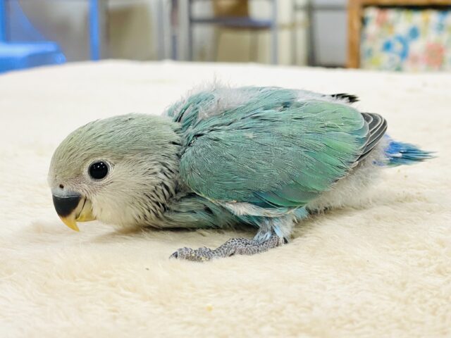 【最新画像】味わい深いブルーチェリー🍒🦋🌧コザクラインコ(ブルーチェリー)ヒナ コザクラインコ(小桜インコ)