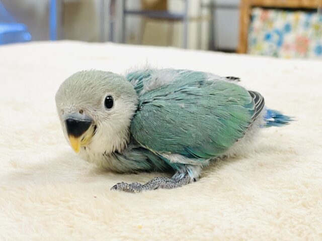 【最新画像】味わい深いブルーチェリー🍒🦋🌧コザクラインコ(ブルーチェリー)ヒナ コザクラインコ(小桜インコ)