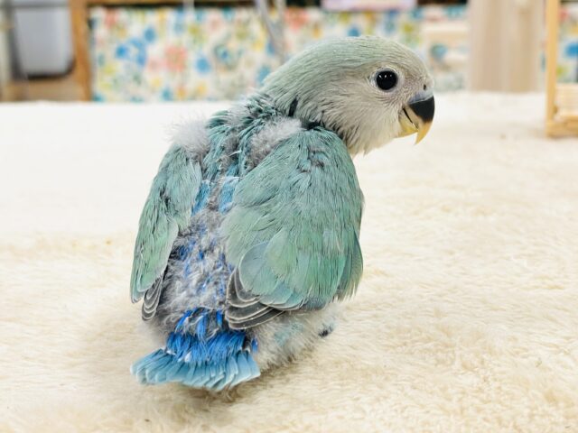 【最新画像】味わい深いブルーチェリー🍒🦋🌧コザクラインコ(ブルーチェリー)ヒナ コザクラインコ(小桜インコ)