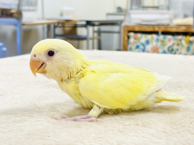 コザクラインコ（小桜インコ）